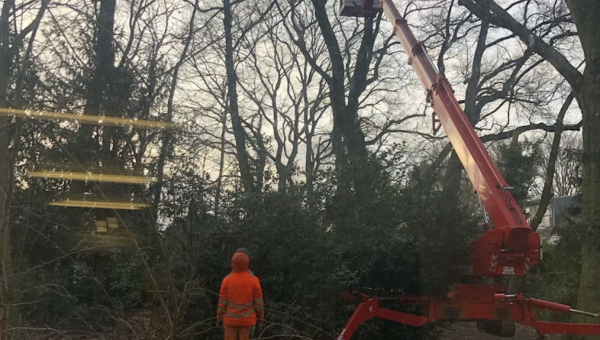 Ein Baum wird gefällt…